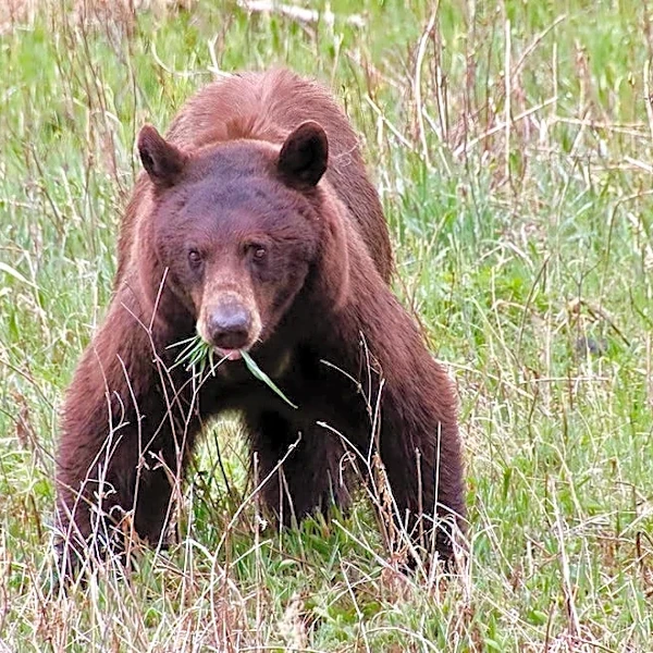 Alaska woman charged for using car horn to frighten bear from hunters