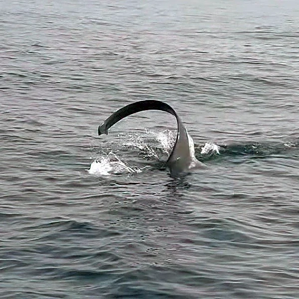 Tail-whipping shark thrills boaters on whale-watching excursion