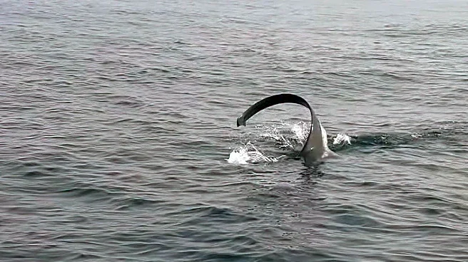 Tail-whipping shark thrills boaters on whale-watching excursion