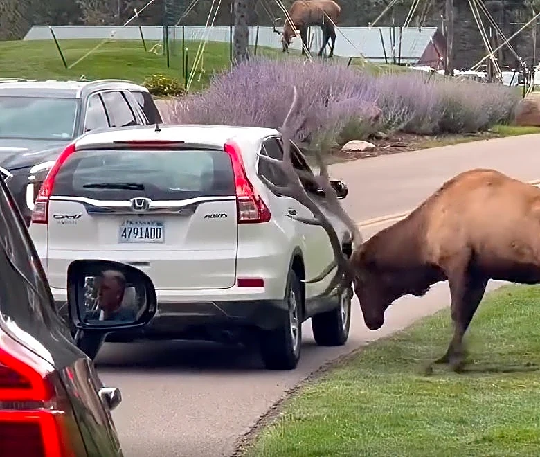 Giant bull elk smashes motorist's window, but are the gals impressed?