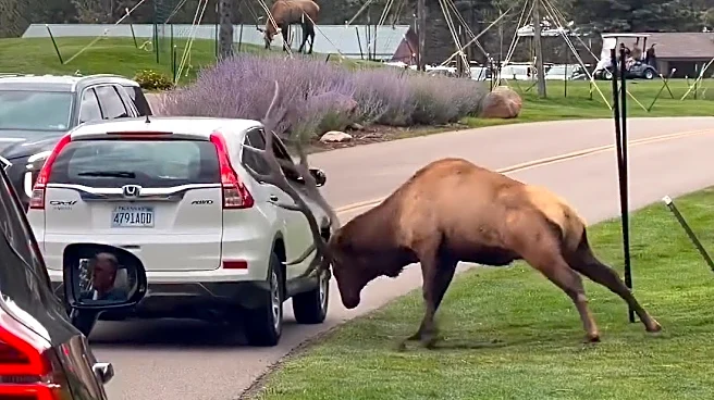 Giant bull elk smashes motorist's window, but are the gals impressed?