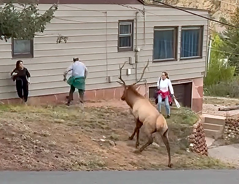 Family ignores warning while approaching bull elk – it doesn't go well