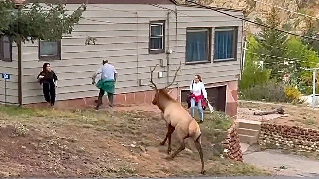 Family ignores warning while approaching bull elk – it doesn't go well
