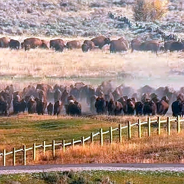 'Epic' bison stampede like a scene from the Old West... almost