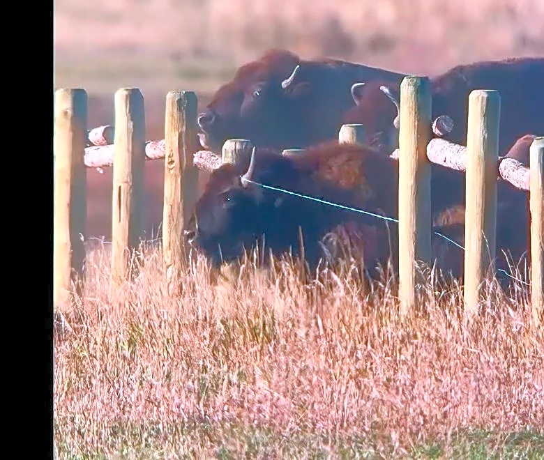 Stampeding bison shown bounding over and through Grand Teton fencing