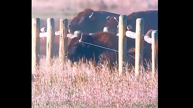 Stampeding bison shown bounding over and through Grand Teton fencing