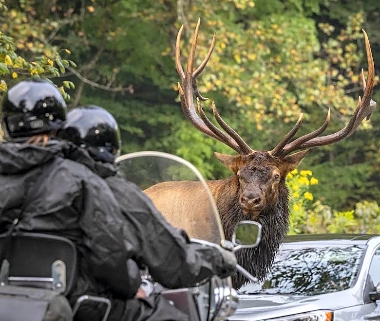 Great Smoky Mountains tourist 'punctured' by elk, then cited