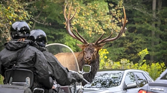 Great Smoky Mountains tourist 'punctured' by elk, then cited