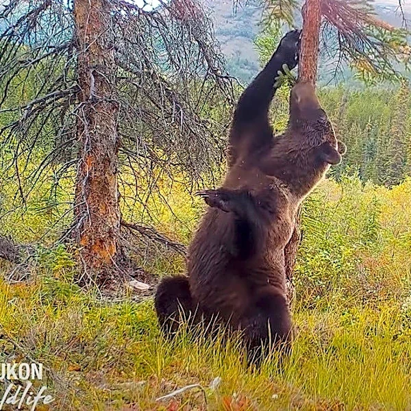 ‘Dancing’ grizzly bears break out the moves, but cub is clear winner