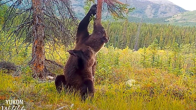 ‘Dancing’ grizzly bears break out the moves, but cub is clear winner