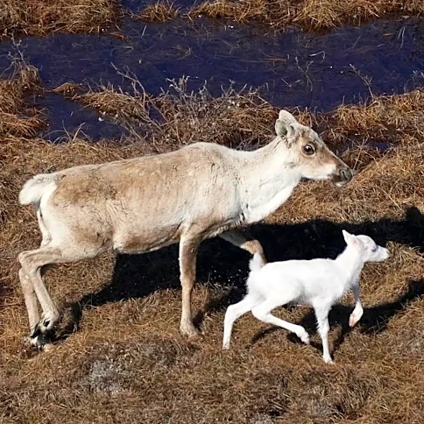 Extremely rare albino caribou calf encountered in Alaska