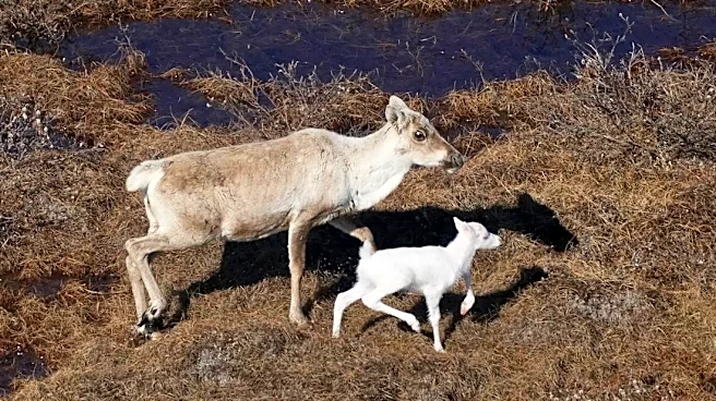 Extremely rare albino caribou calf encountered in Alaska