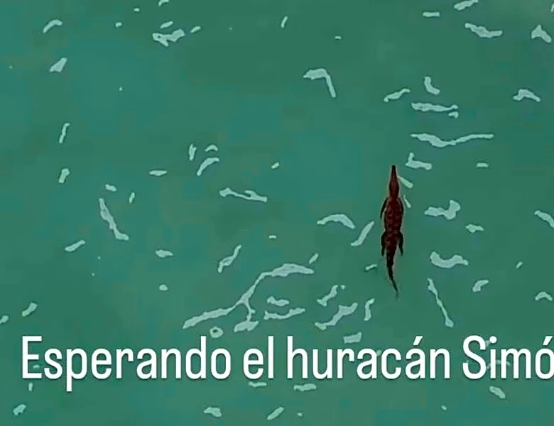 Crocodile swims lazily off Puerto Vallarta as Hurricane Simon nears