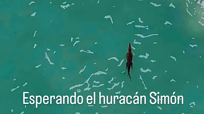 Crocodile swims lazily off Puerto Vallarta as Hurricane Simon nears