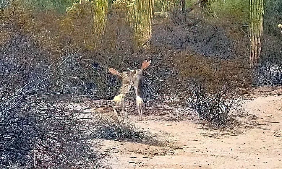 Jackrabbits duke it out in epic clash in Mexican desert