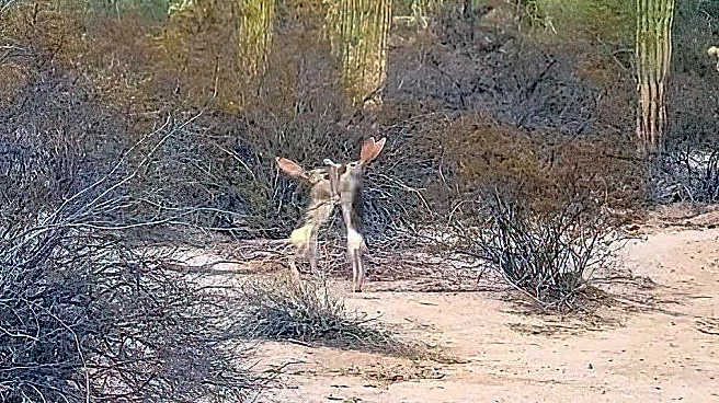 Jackrabbits duke it out in epic clash in Mexican desert