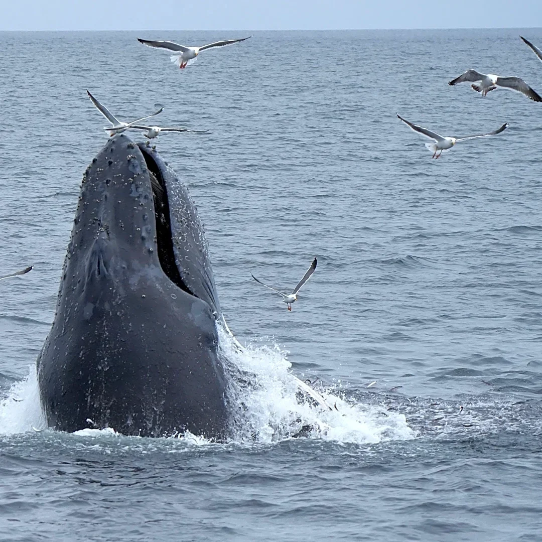 Humpback whale smashes into boat off Long Island