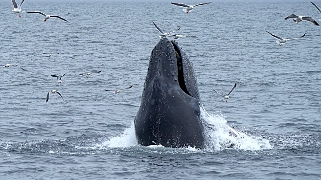 Humpback whale smashes into boat off Long Island