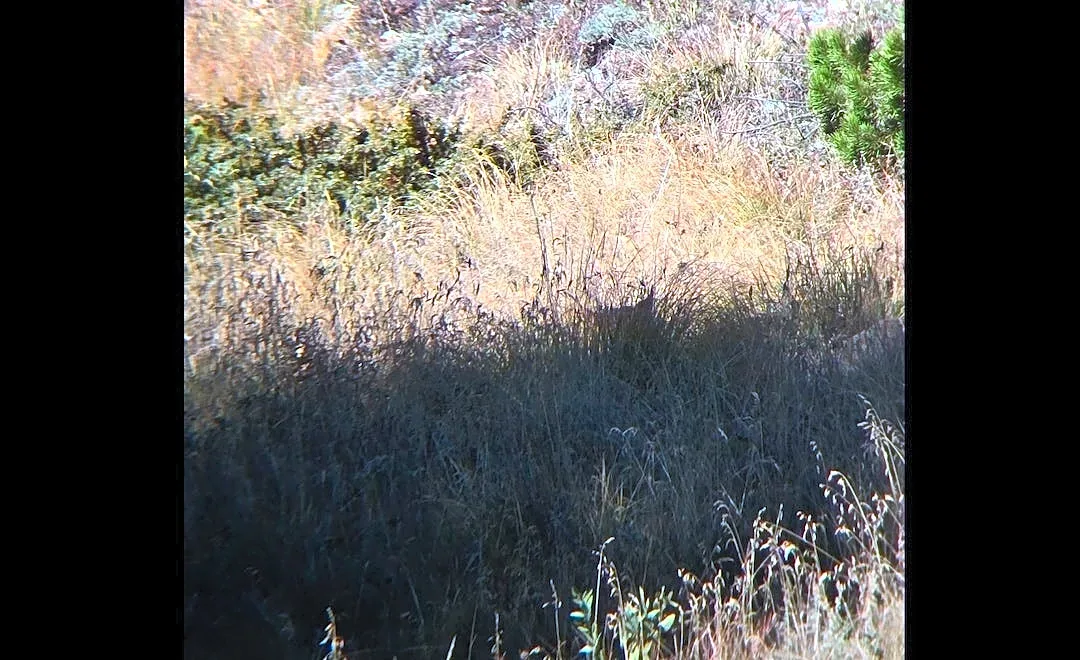 Can you spot and identify critter encountered near Colorado trailhead?