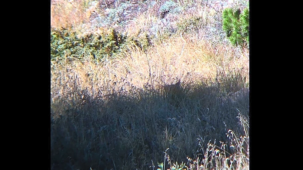 Can you spot and identify critter encountered near Colorado trailhead?