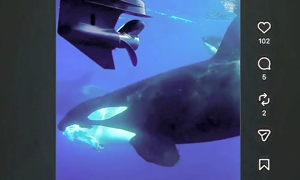 Orcas kill 60-foot fin whale in stunning predation event off San Diego