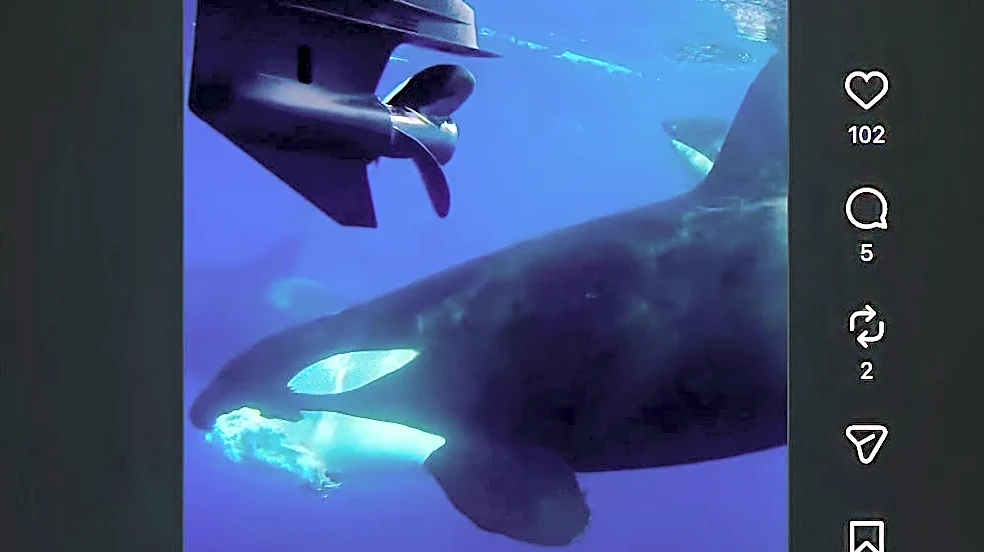 Orcas kill 60-foot fin whale in stunning predation event off San Diego