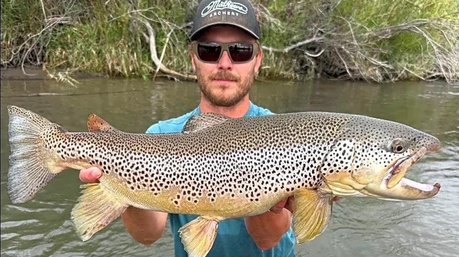 Latest brown trout record surprises Idaho Fish and Game