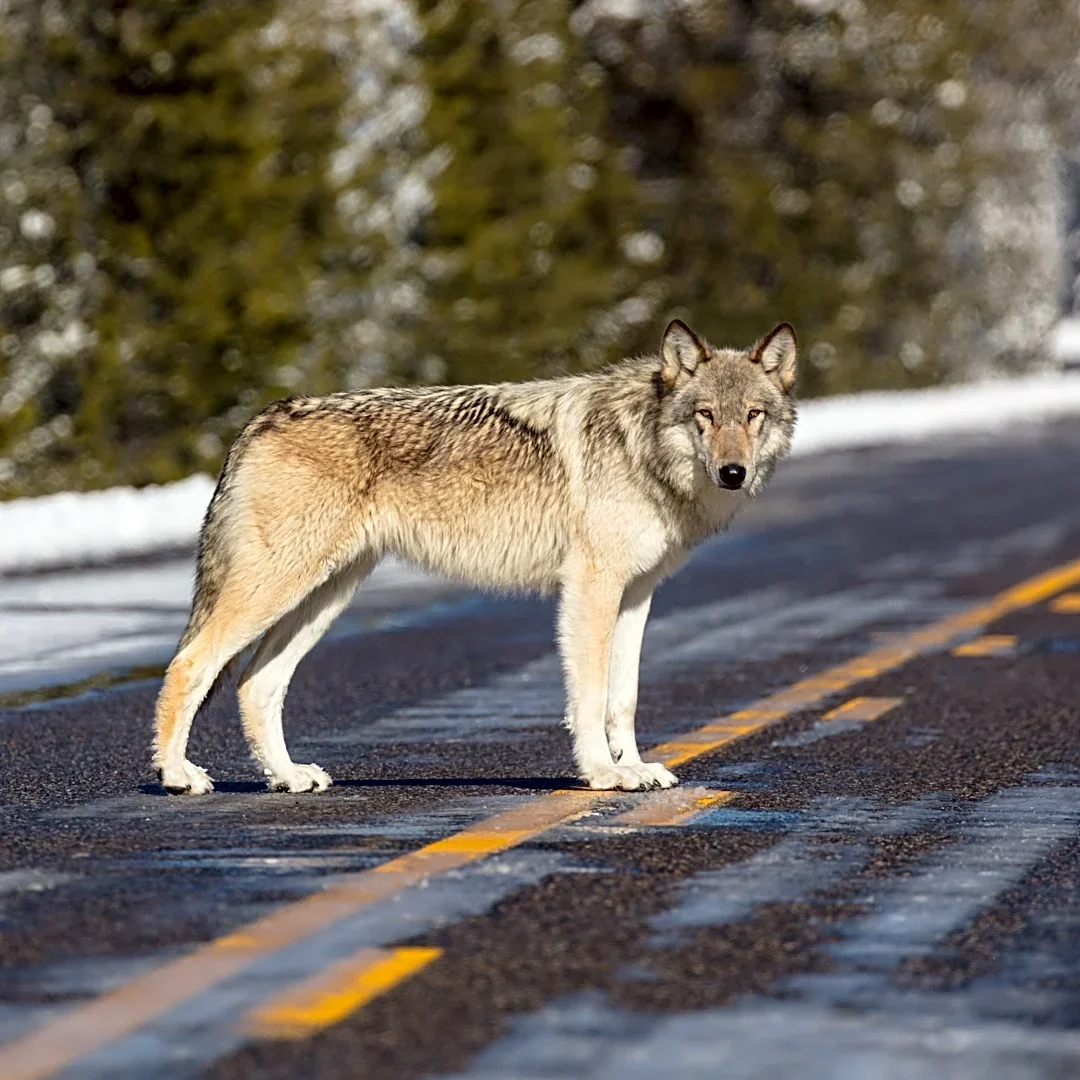 Frustrated Yellowstone guide calls out 'worst kind of tourists'