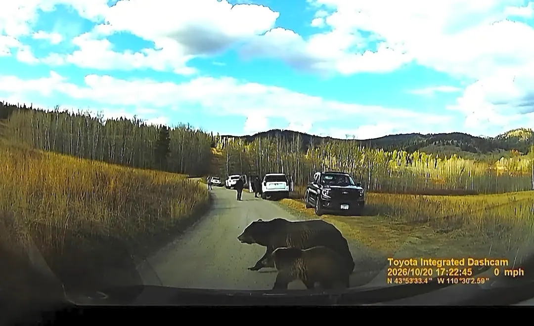 Dashcam captures surreal moment involving Grand Teton grizzly bears