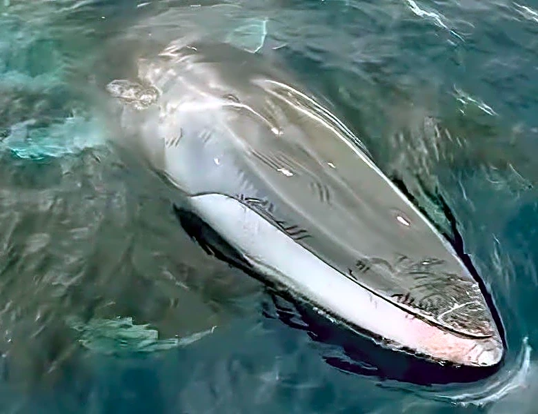 Orcas attack fin whale alongside historic San Diego sailing yacht