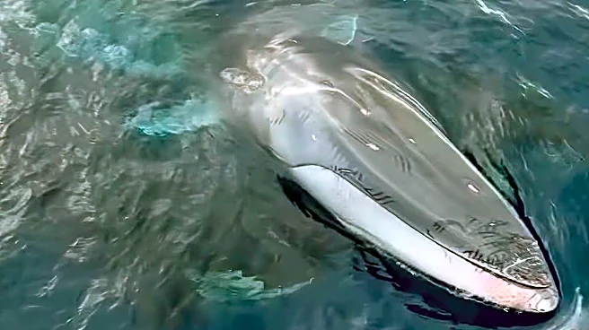 Orcas attack fin whale alongside historic San Diego sailing yacht