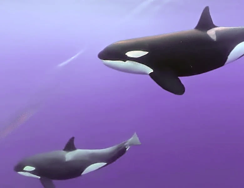 The perfect apex predator? Watch massive orca 'spyhop' off San Diego