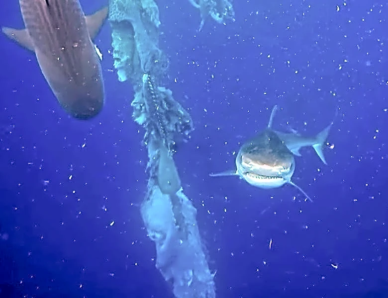 Surreal scenes as sharks, swimmers circle whale carcass off Kona