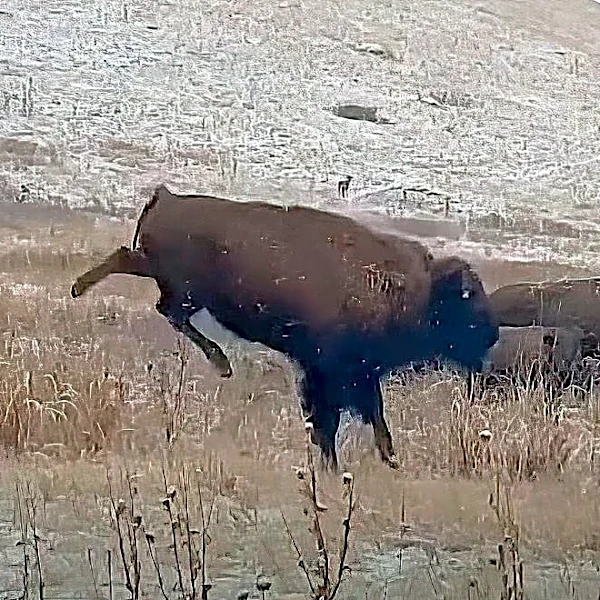 Young bison 'jumps for joy' as early snow falls in Montana
