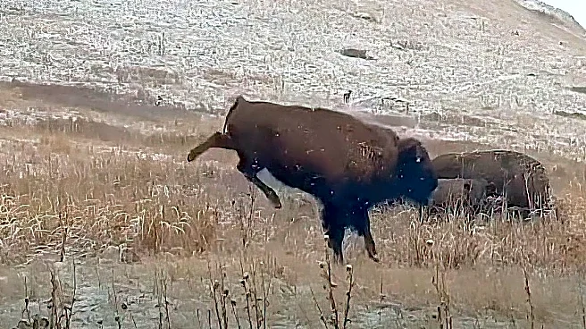 Young bison 'jumps for joy' as early snow falls in Montana