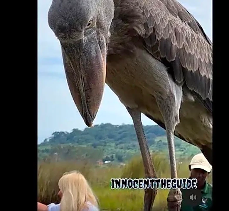 Giant 'dinosaur bird' that dwarfed tourists still leaving its mark