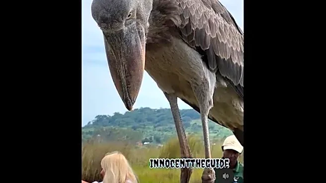 Giant 'dinosaur bird' that dwarfed tourists still leaving its mark