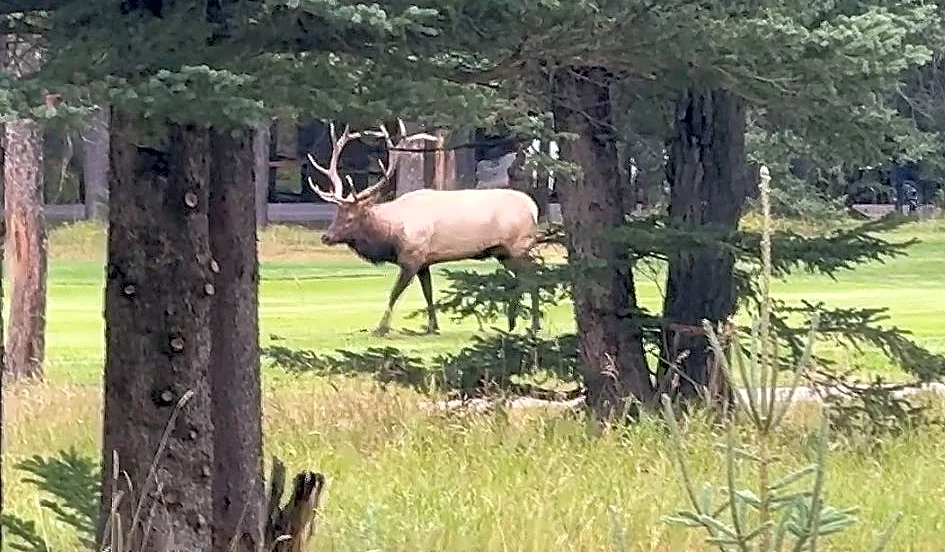 Wellness Without Walls: Fairmont Banff makes elite golf part of wellness