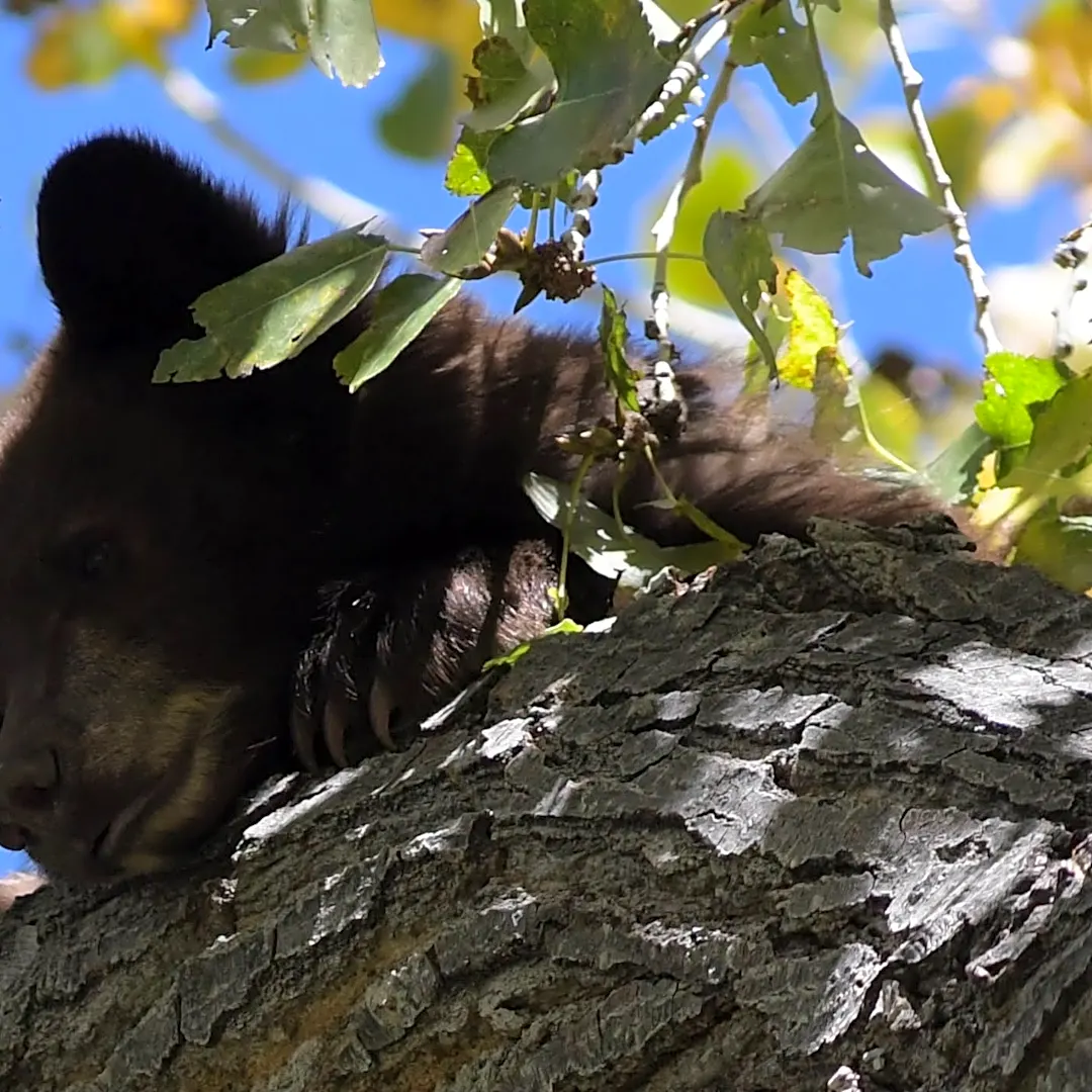 Mother bear dies during capture at New Mexico golf course, leaving two cubs