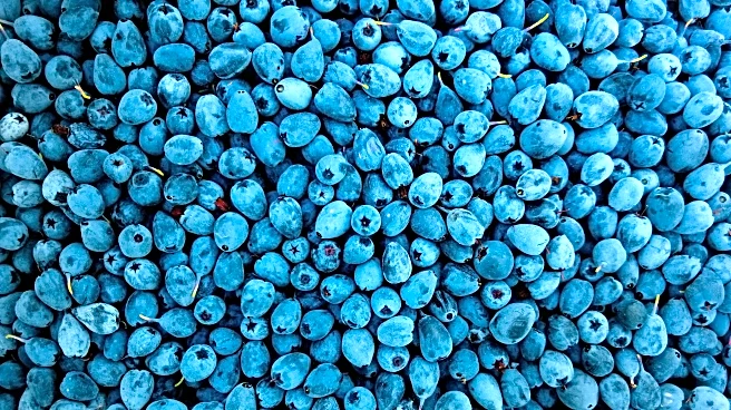 Nourish Your Body and Mind with the Top 9 Health Advantages of Blueberries