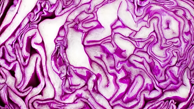 Unconventional Foods to Boost Your Brainpower