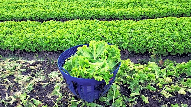 Hidden Pesticides: Which Vegetables Are the Worst Offenders?