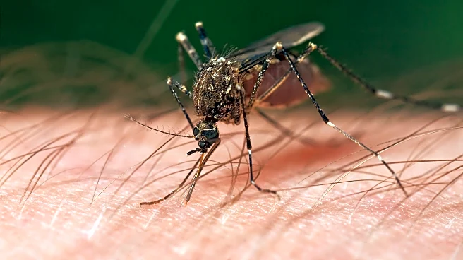 Embrace Summer Evenings with These 8 Nature-Inspired Mosquito Repellents