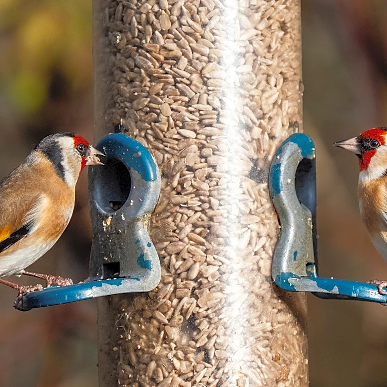 Hot, Sunny Days Can Wreak Havoc On Your Bird Feeder — Here's What To Do