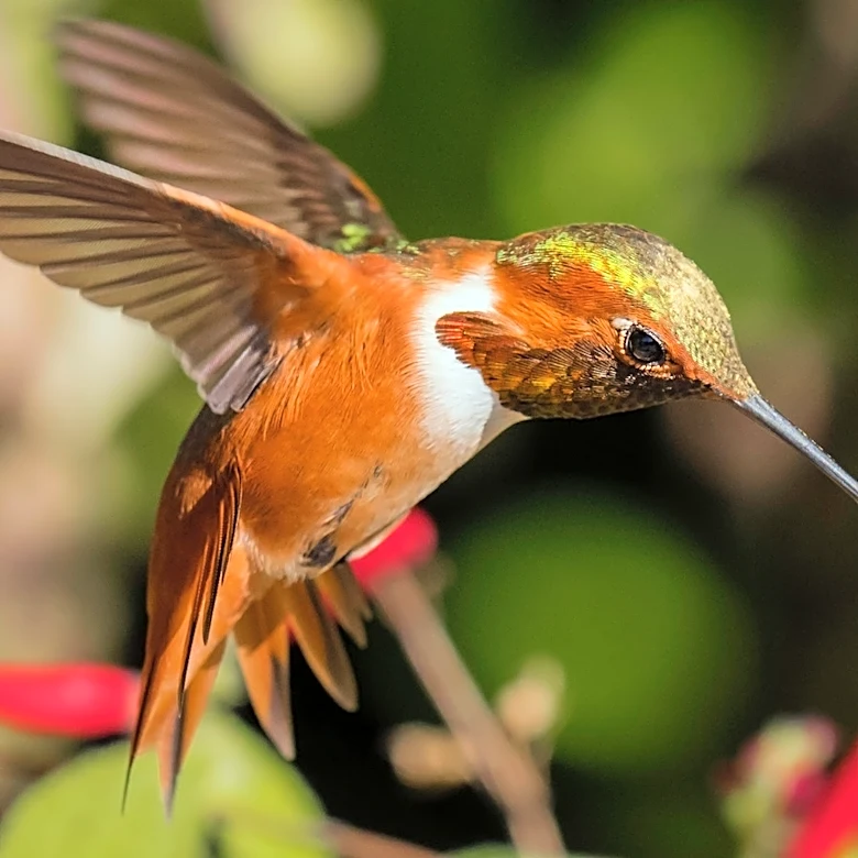 The Drought-Tolerant Plant With Velvety Flowers That Attract Hummingbirds In Summer & Fall