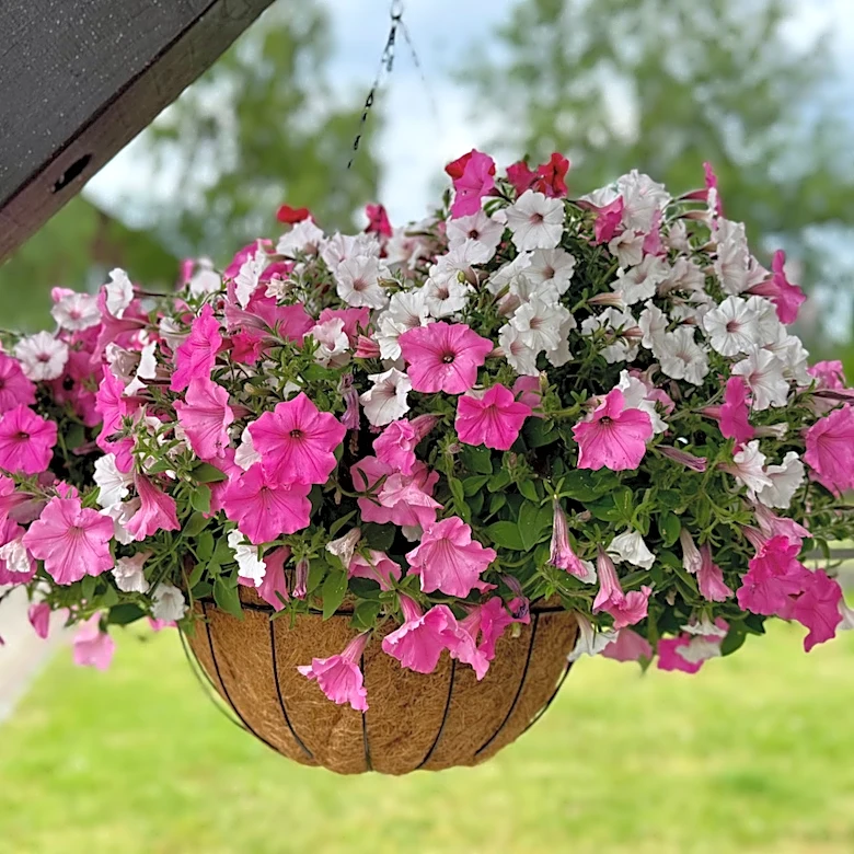 How To Fertilize Petunias And Extend Their Beautiful Blooms