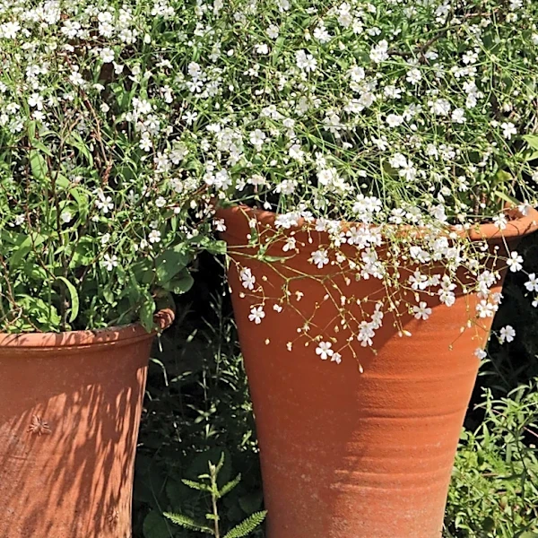 Not Baby's Breath: Here's A Look Alike Flower That's Great For Filling Pots Fast