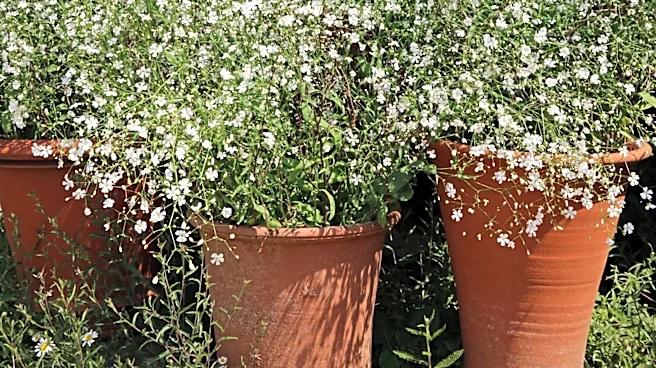Not Baby's Breath: Here's A Look Alike Flower That's Great For Filling Pots Fast