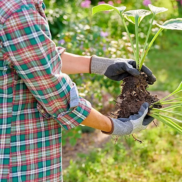 15 Perennials You Should Be Dividing In May