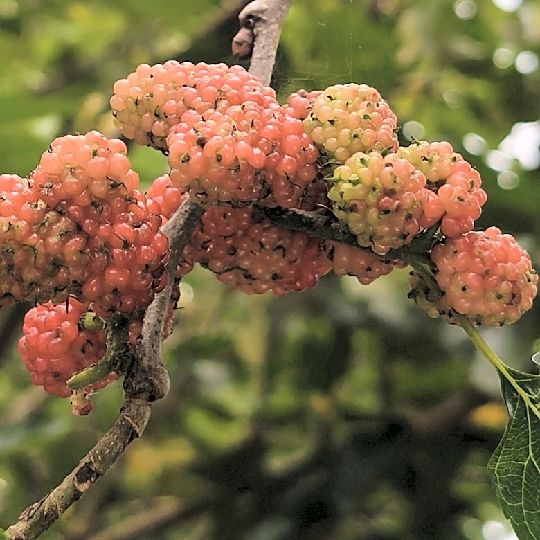 What To Do If You Find A White Mulberry Tree In Your Yard
